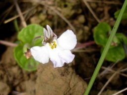 Lobelia maybe